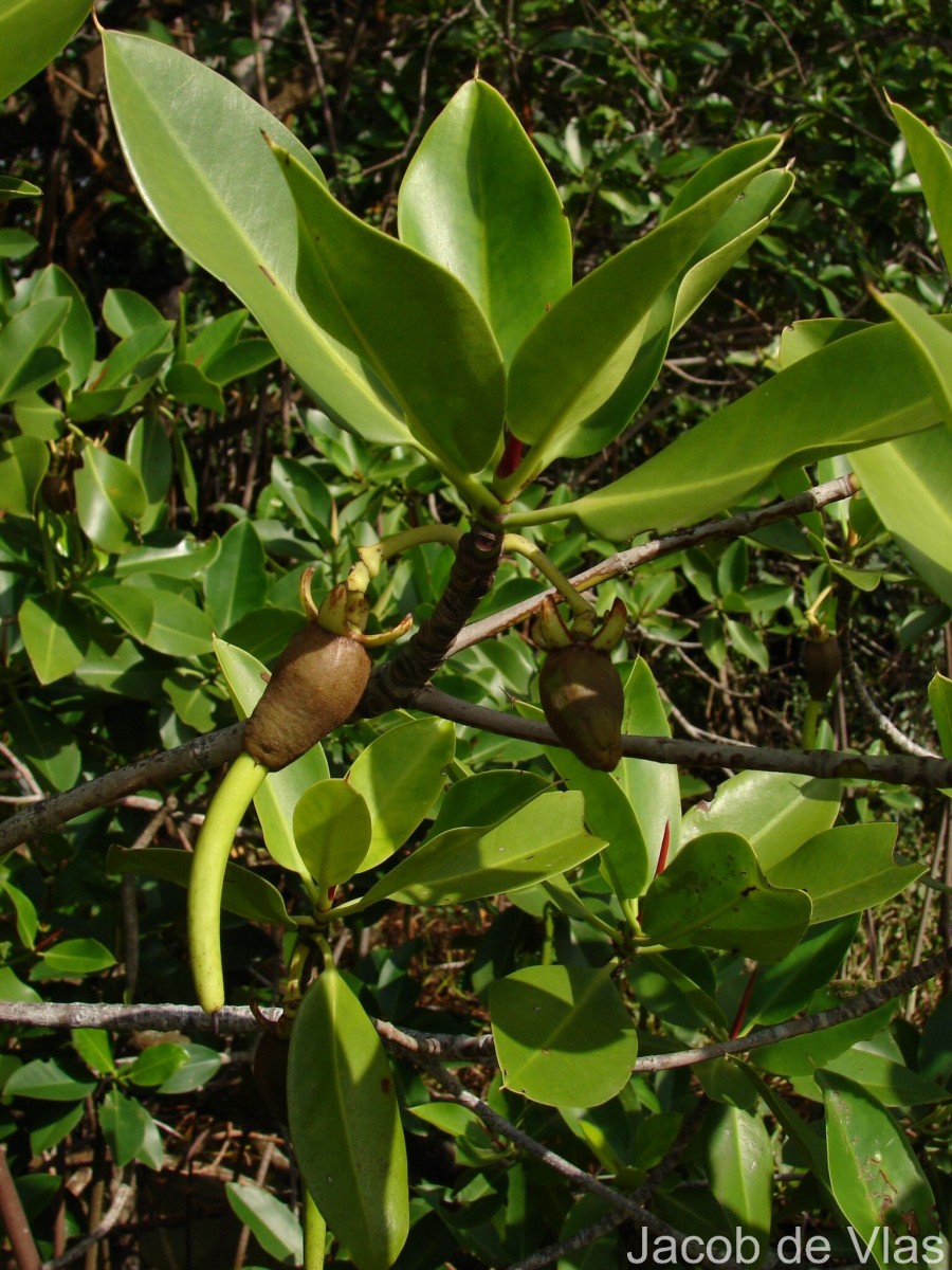 Bruguiera gymnorhiza (L.) Lam.